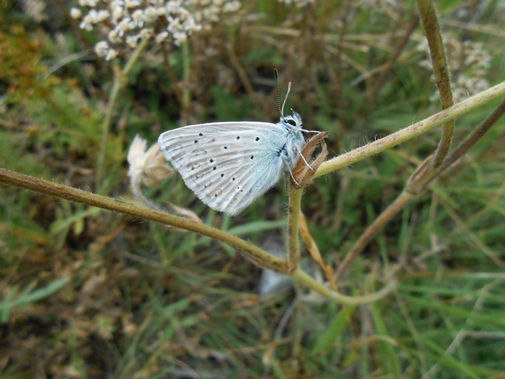 identificazione